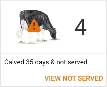 Calved 35 days