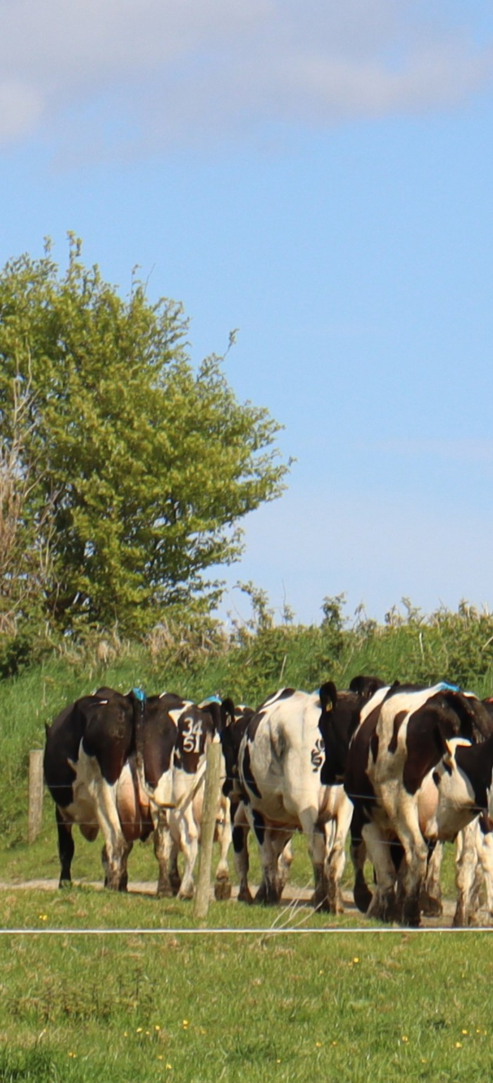 mobile cover image