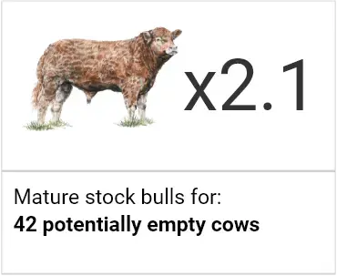 Stock Bulls