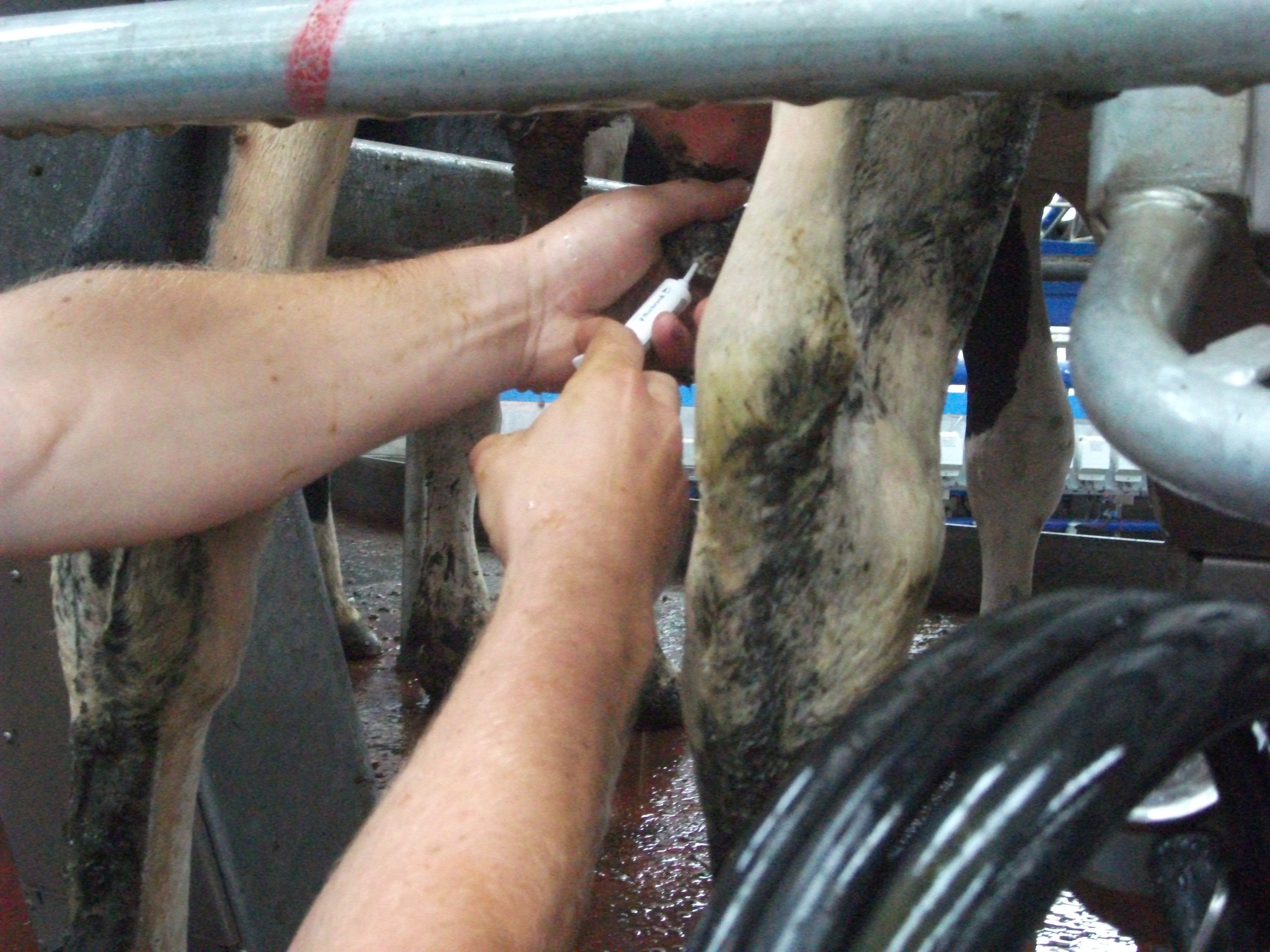tubing a cow (5).JPG