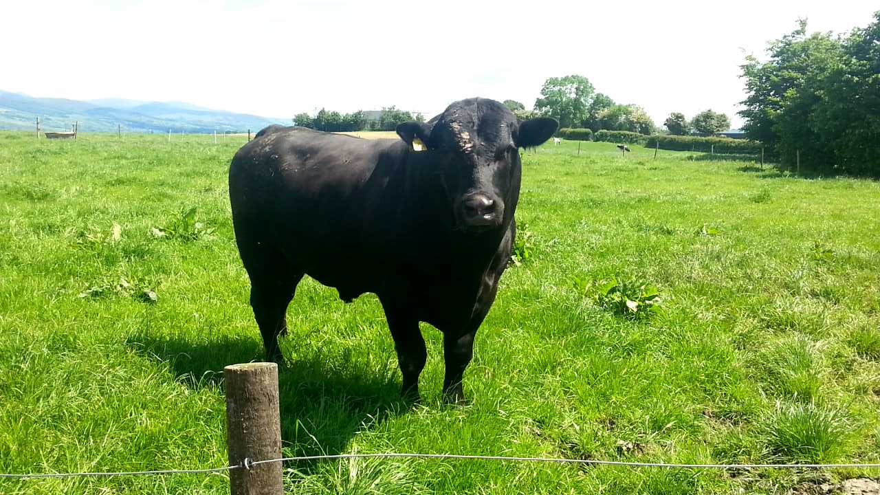 angus bull (3).jpg